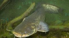 Какие виды речных рыб водятся в пресноводных водоёмах Хищная речная рыба обитает в жарких странах