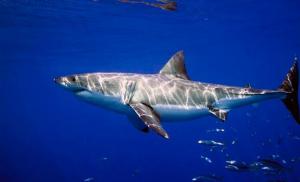 Огромная белая акула. Большая белая акула. Образ жизни и среда обитания большой белой акулы. Подавление страха дает возможность на спасение