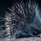 Поркупин: фото дикобраза из Северной Америки Дикобраз стреляет иглами или нет