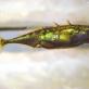 Колюшка трехиглая — Gasterosteus aculeatus